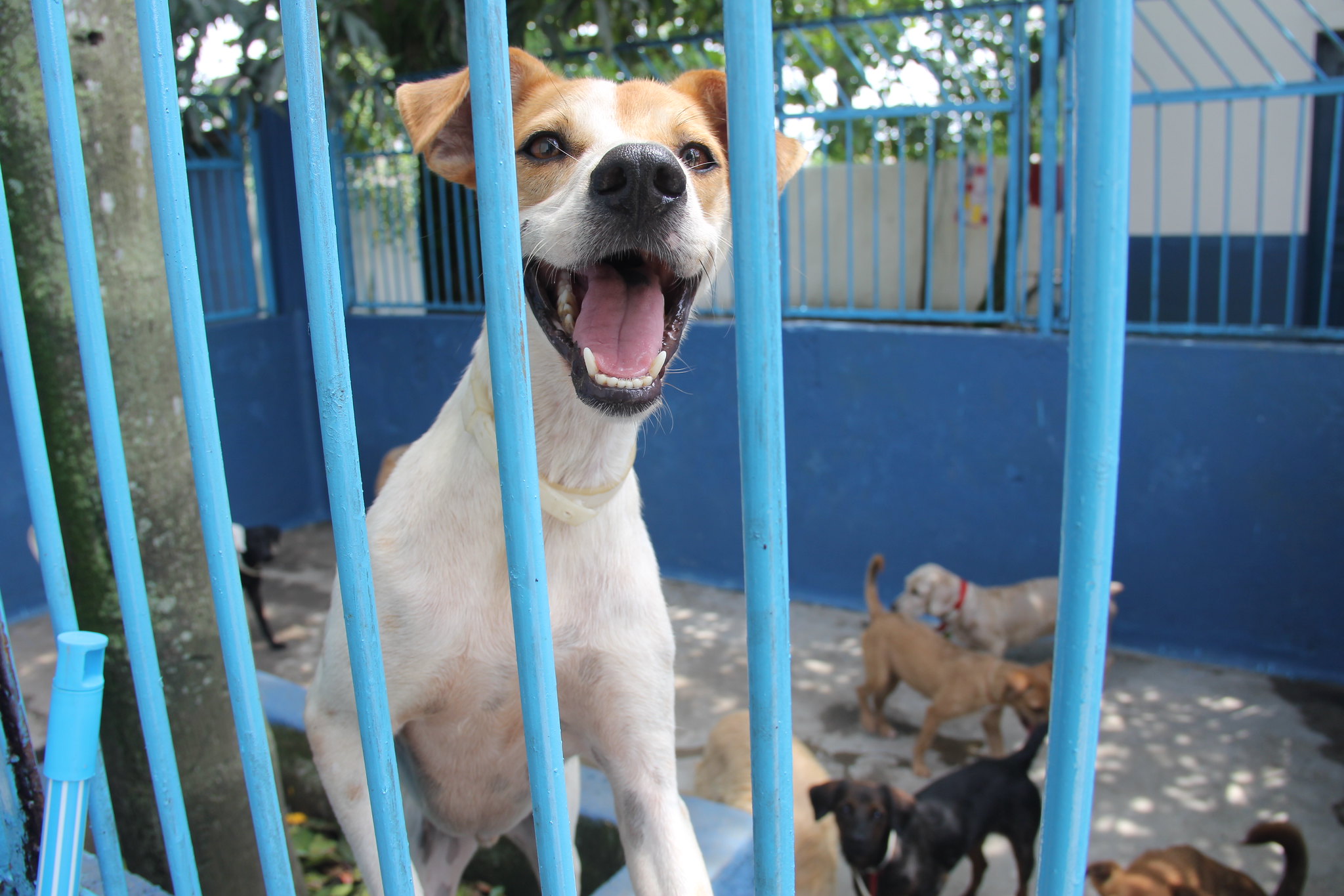 Em Guarujá, contribuição voluntária colabora com a causa animal
