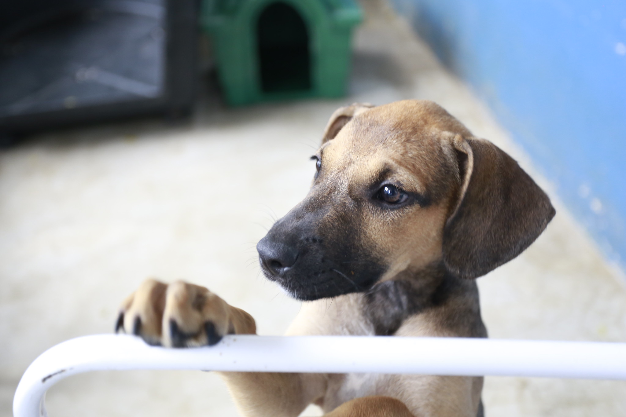 Pets do Canil Municipal de Guarujá aguardam um lar