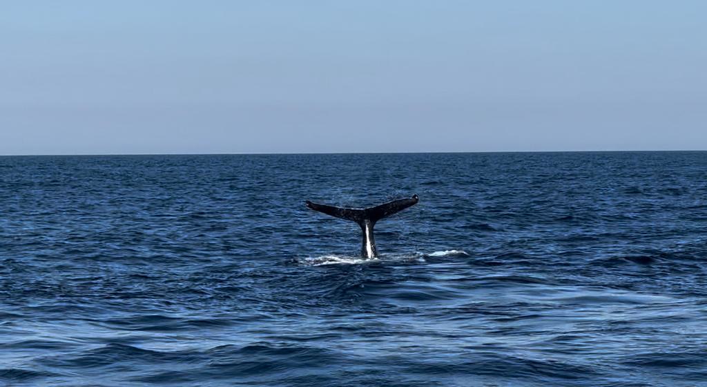 Guarujá é ponto de partida para avistamento de baleias e golfinhos