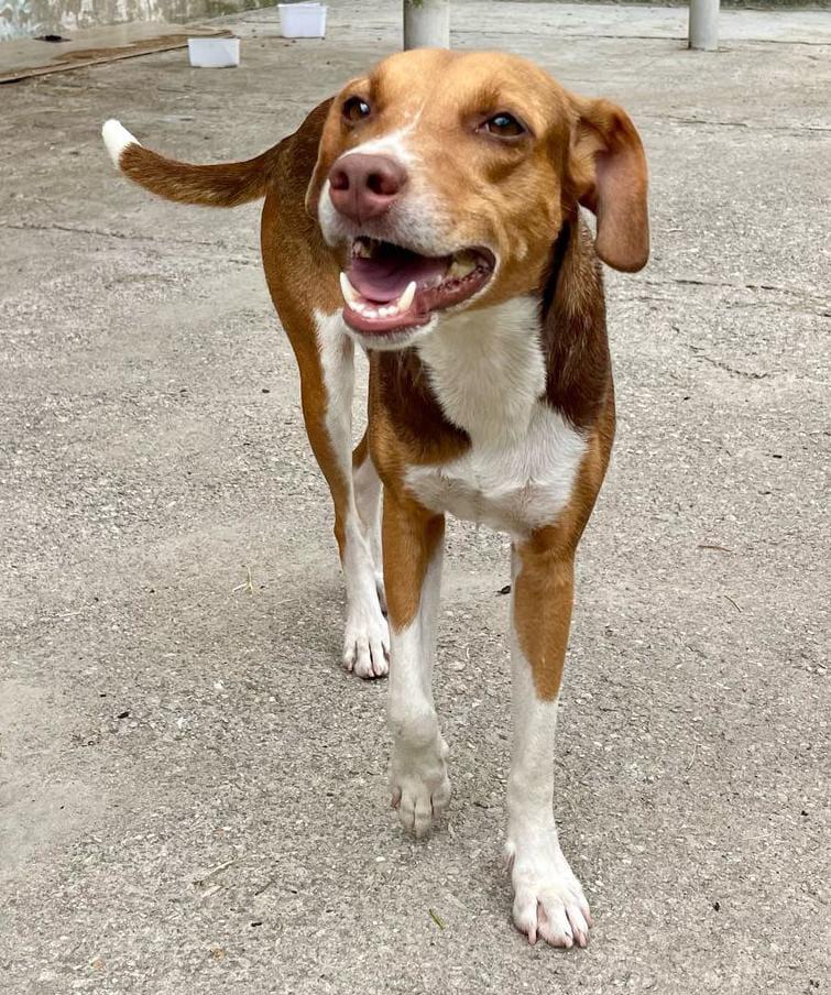 Evento voltado à adoção de pets acontece neste domingo (29) em Guarujá